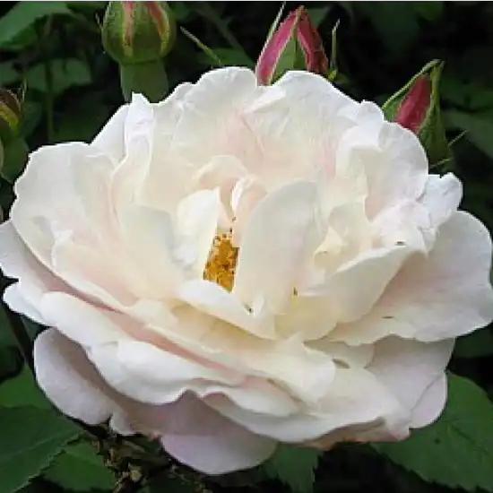 300-600 cm - Trandafiri - Venusta Pendula - 